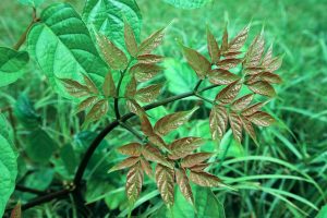 daun, green, leaf, summer, nature, natural