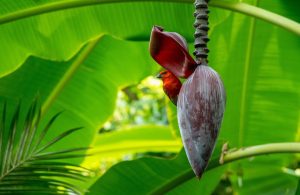 seychelles cardinal, red sparrow, banana blossom, banana leaf, blossom, plant, banana, floral, tree, nature, bird