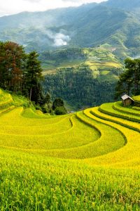 Lush green terraced rice fields under a cloudy sky, set against misty mountains.