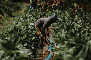 A farmer tending tobacco plants in East Java, Indonesia, showcasing traditional agriculture.