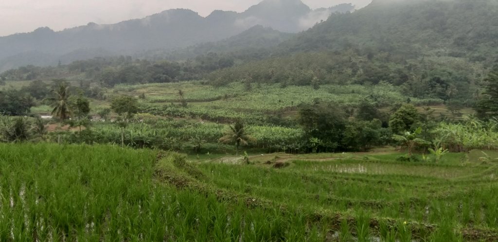 Lahan Perkebunan Daun Pisang dengan satu lokasi